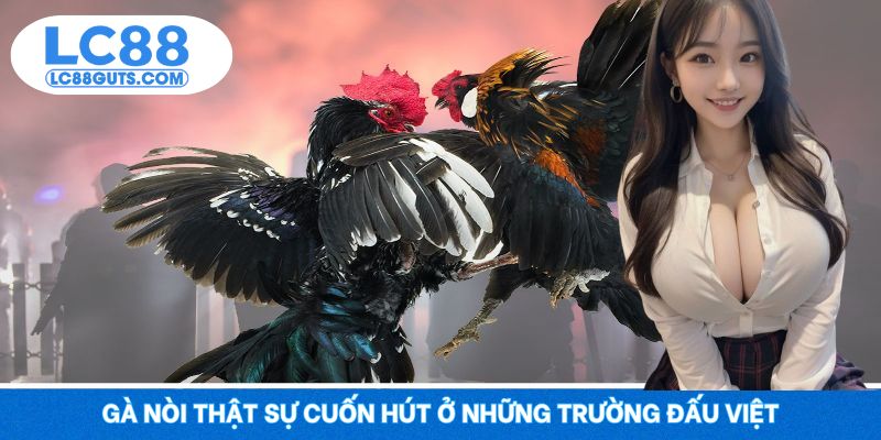 Đá Gà Trực Tiếp Thomo LC88 – Trận Đấu Chiến Kê Thép 6 Gà nòi thật sự cuốn hút ở những trường đấu Việt